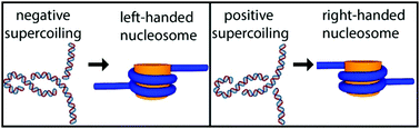 Graphical abstract: The supercoiling state of DNA determines the handedness of both H3 and CENP-A nucleosomes