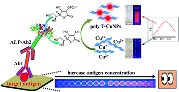 Graphical abstract: A fluorescent ELISA based on the enzyme-triggered synthesis of poly(thymine)-templated copper nanoparticles