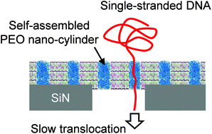 Graphical abstract: Slowing the translocation of single-stranded DNA by using nano-cylindrical passage self-assembled by amphiphilic block copolymers