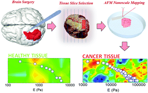 Graphical abstract: Nano-mechanical signature of brain tumours
