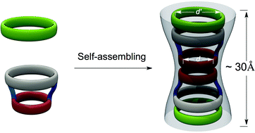 Graphical abstract: Self-assembling Venturi-like peptide nanotubes