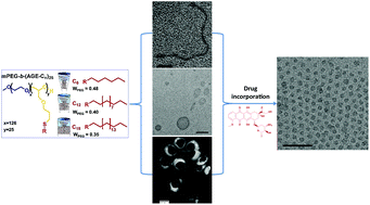Graphical abstract: Drug governs the morphology of polyalkylated block copolymer aggregates