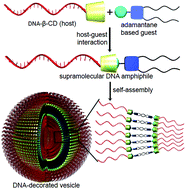 Graphical abstract: Modular synthesis of supramolecular DNA amphiphiles through host–guest interactions and their self-assembly into DNA-decorated nanovesicles