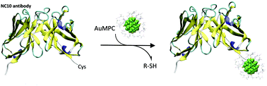 Graphical abstract: The molecular mechanism of the ligand exchange reaction of an antibody against a glutathione-coated gold cluster