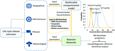 Graphical abstract: Bayesian network as a support tool for rapid query of the environmental multimedia distribution of nanomaterials