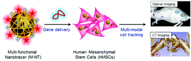 Graphical abstract: Multi-functional nanotracers for image-guided stem cell gene therapy