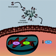 Graphical abstract: Nanoparticle-induced oxidation of corona proteins initiates an oxidative stress response in cells