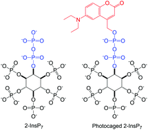 Graphical abstract: Synthesis of 2-diphospho-myo-inositol 1,3,4,5,6-pentakisphosphate and a photocaged analogue