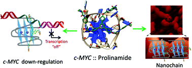 Graphical abstract: Selective recognition of c-MYC G-quadruplex DNA using prolinamide derivatives