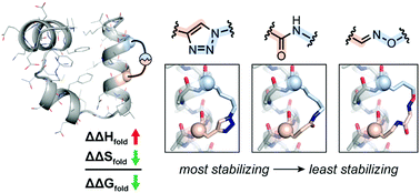 Graphical abstract: Thermodynamic origin of α-helix stabilization by side-chain cross-links in a small protein