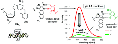 Graphical abstract: Design and synthesis of a novel fluorescent benzo[g]imidazo[4,5-c]quinoline nucleoside for monitoring base-pair-induced protonation with cytosine: distinguishing cytosine via changes in the intensity and wavelength of fluorescence