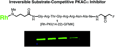 Graphical abstract: Design, synthesis, and in vitro evaluation of a fluorescently labeled irreversible inhibitor of the catalytic subunit of cAMP-dependent protein kinase (PKACα)