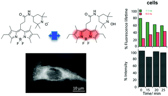 Graphical abstract: Nitroxide amide-BODIPY probe behavior in fibroblasts analyzed by advanced fluorescence microscopy