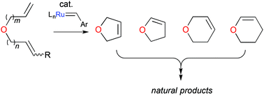 Graphical abstract: Recent applications in natural product synthesis of dihydrofuran and -pyran formation by ring-closing alkene metathesis