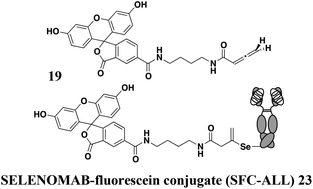 Graphical abstract: Assessment of reagents for selenocysteine conjugation and the stability of selenocysteine adducts