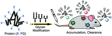 Graphical abstract: Chemically synthesized glycoconjugates on proteins: effects of multivalency and glycoform in vivo