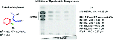 Graphical abstract: Synthesis and evaluation of new 2-aminothiophenes against Mycobacterium tuberculosis