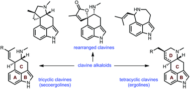 Graphical abstract: Total synthesis, biosynthesis and biological profiles of clavine alkaloids