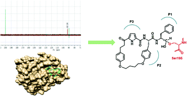 Graphical abstract: A mechanistic study on the inhibition of α-chymotrypsin by a macrocyclic peptidomimetic aldehyde
