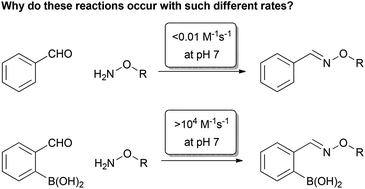 Graphical abstract: The role of boronic acids in accelerating condensation reactions of α-effect amines with carbonyls