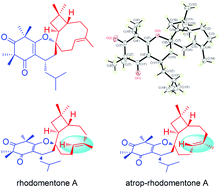 Graphical abstract: Rhodomentones A and B, novel meroterpenoids with unique NMR characteristics from Rhodomyrtus tomentosa