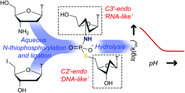 Graphical abstract: The synthesis, conformation and hydrolytic stability of an N,S-bridging thiophosphoramidate analogue of thymidylyl-3′,5′-thymidine