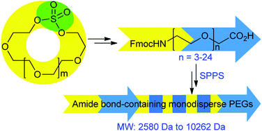 Graphical abstract: Amide bond-containing monodisperse polyethylene glycols beyond 10 000 Da