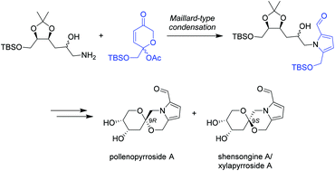 Graphical abstract: Synthesis of the 2-formylpyrrole spiroketal pollenopyrroside A and structural elucidation of xylapyrroside A, shensongine A and capparisine B
