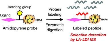 Graphical abstract: Binding position analysis of target proteins with the use of amidopyrene probes as LA-LDI enhancing tags