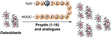 Graphical abstract: Structure activity relationship study on the peptide hormone preptin, a novel bone-anabolic agent for the treatment of osteoporosis