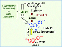 Graphical abstract: Hiding and unveiling trans-chalcone in a constrained derivative of 4′,7-dihydroxyflavylium in water: a versatile photochromic system