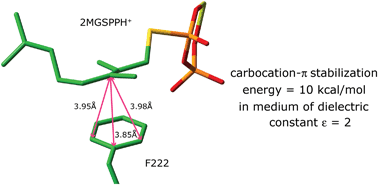 Graphical abstract: Carbocation–π interaction: evaluation of the stabilization by phenylalanine of a biochemical carbocation intermediate