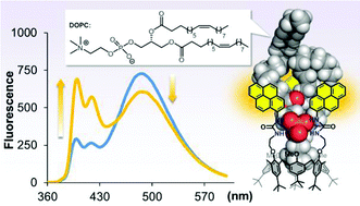 Graphical abstract: A selective calix[6]arene-based fluorescent chemosensor for phosphatidylcholine type lipids