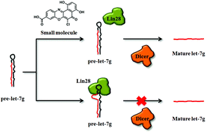 Graphical abstract: Identification of small molecule inhibitors of the Lin28-mediated blockage of pre-let-7g processing