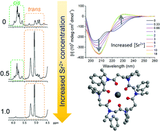 Graphical abstract: Selective complexation of divalent cations by a cyclic α,β-peptoid hexamer: a spectroscopic and computational study