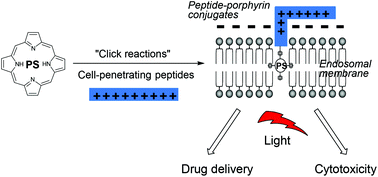 Graphical abstract: Flexible synthesis of cationic peptide–porphyrin derivatives for light-triggered drug delivery and photodynamic therapy