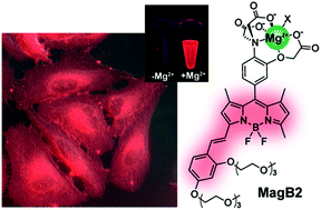 Graphical abstract: Bright, red emitting fluorescent sensor for intracellular imaging of Mg2+