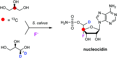 Graphical abstract: Fluorometabolite biosynthesis: isotopically labelled glycerol incorporations into the antibiotic nucleocidin in Streptomyces calvus