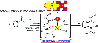 Graphical abstract: Role of Lewis acid additives in a palladium catalyzed directed C–H functionalization reaction of benzohydroxamic acid to isoxazolone