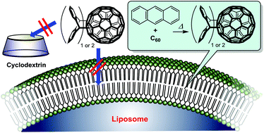 Graphical abstract: Incorporation of large guest molecules into liposomes via chemical reactions in lipid membranes