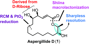 Graphical abstract: First asymmetric total synthesis of aspergillide D
