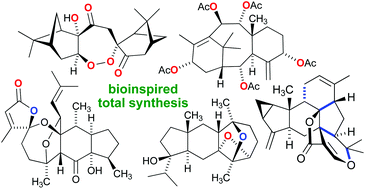 Graphical abstract: Bioinspired total syntheses of terpenoids