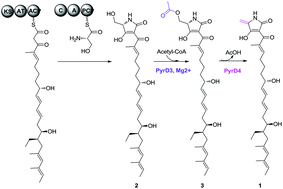 Graphical abstract: A linear hydroxymethyl tetramate undergoes an acetylation–elimination process for exocyclic methylene formation in the biosynthetic pathway of pyrroindomycins