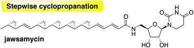 Graphical abstract: Stepwise cyclopropanation on the polycyclopropanated polyketide formation in jawsamycin biosynthesis