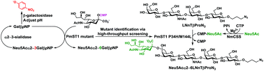 Graphical abstract: Converting Pasteurella multocida α2–3-sialyltransferase 1 (PmST1) to a regioselective α2–6-sialyltransferase by saturation mutagenesis and regioselective screening
