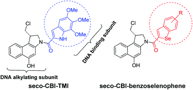 Graphical abstract: Synthesis and anticancer activity of benzoselenophene and heteroaromatic derivatives of 1,2,9,9a-tetrahydrocyclopropa[c]benzo[e]indol-4-one (CBI)