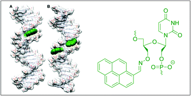 Graphical abstract: 3′-Pyrene-modified unlocked nucleic acids: synthesis, fluorescence properties and a surprising stabilization effect on duplexes and triplexes