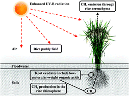 Graphical abstract: Effect of enhanced UV-B radiation on methane emission in a paddy field and rice root exudation of low-molecular-weight organic acids