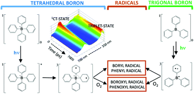Graphical abstract: New insight into the photophysics and reactivity of trigonal and tetrahedral arylboron compounds