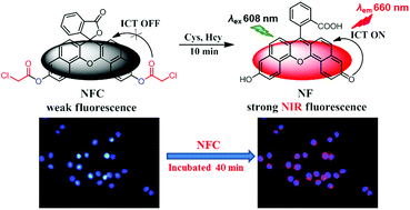 Graphical abstract: A near-infrared fluorescent probe based on chloroacetate modified naphthofluorescein for selectively detecting cysteine/homocysteine and its application in living cells